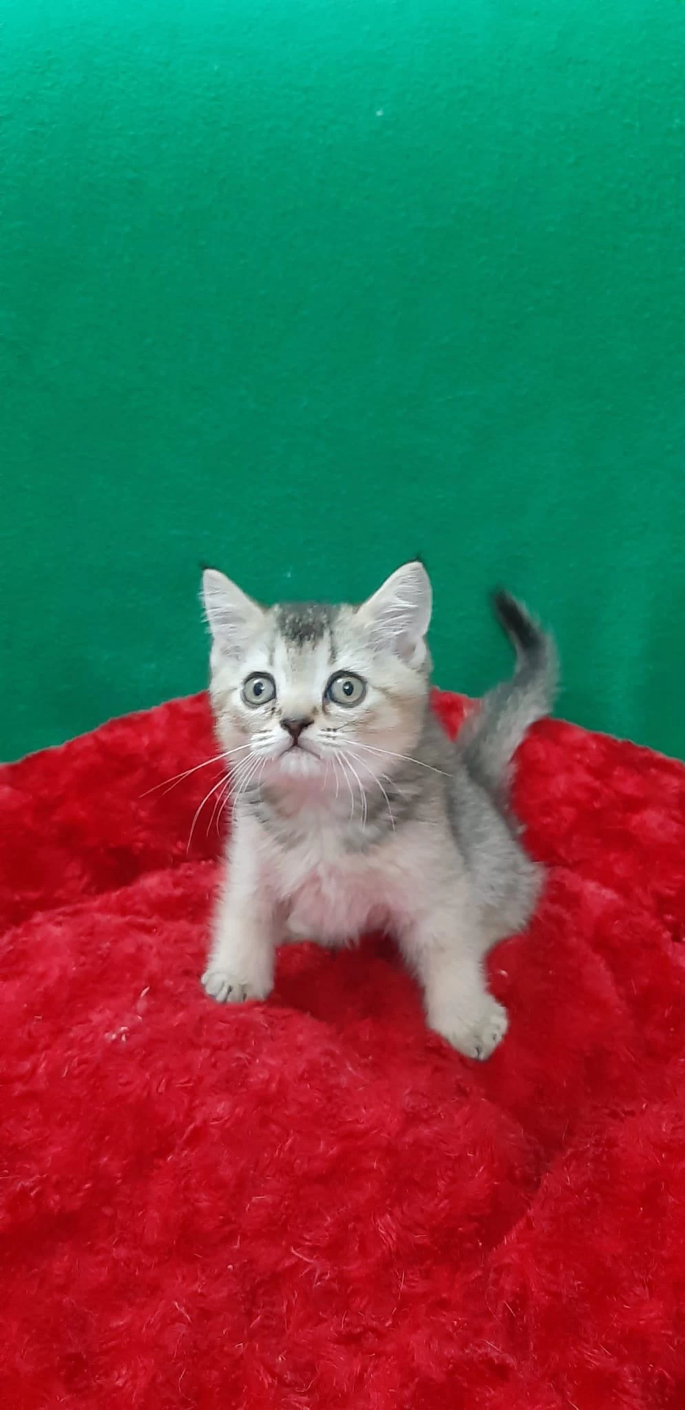 Golden British Shorthair