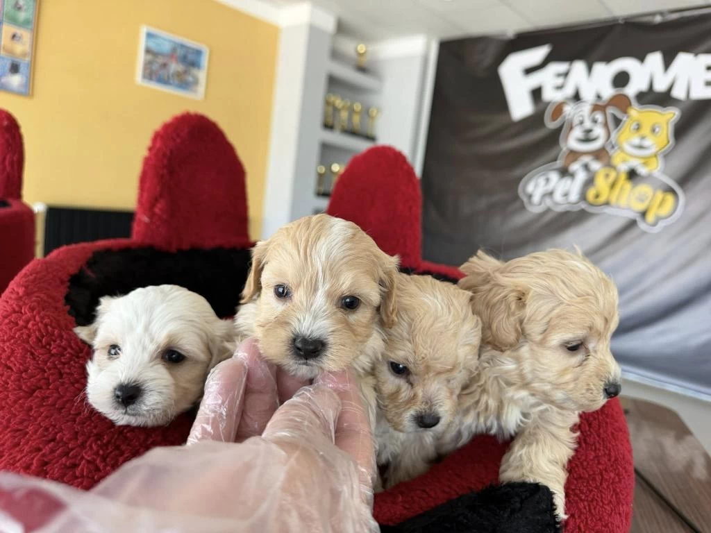 Kaliteeeeee Arayanlara Maltipoo Yavrular Ankara Mağazamzda