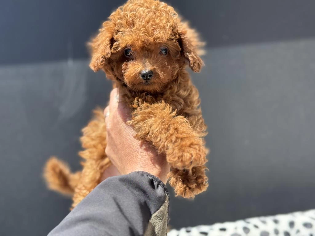 Redbrown Toy Poodle Yavrularımızı Görüp Ala Bilirsiniz