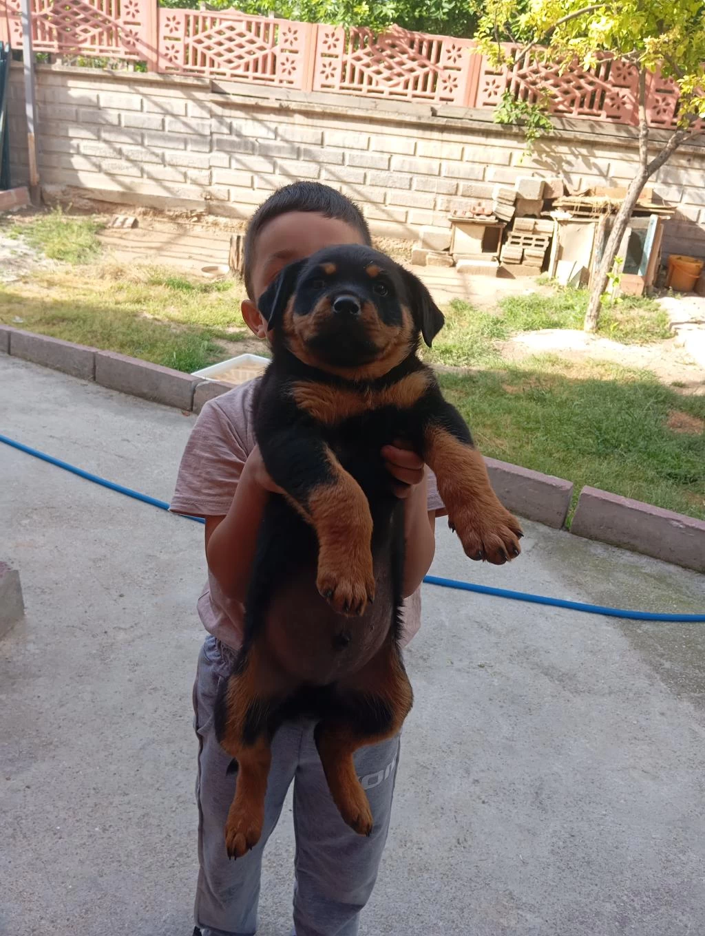 Sağlıklı Rottweiler Bebek