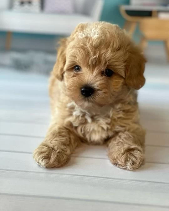 Sevimli Maltipoo Yavrulari