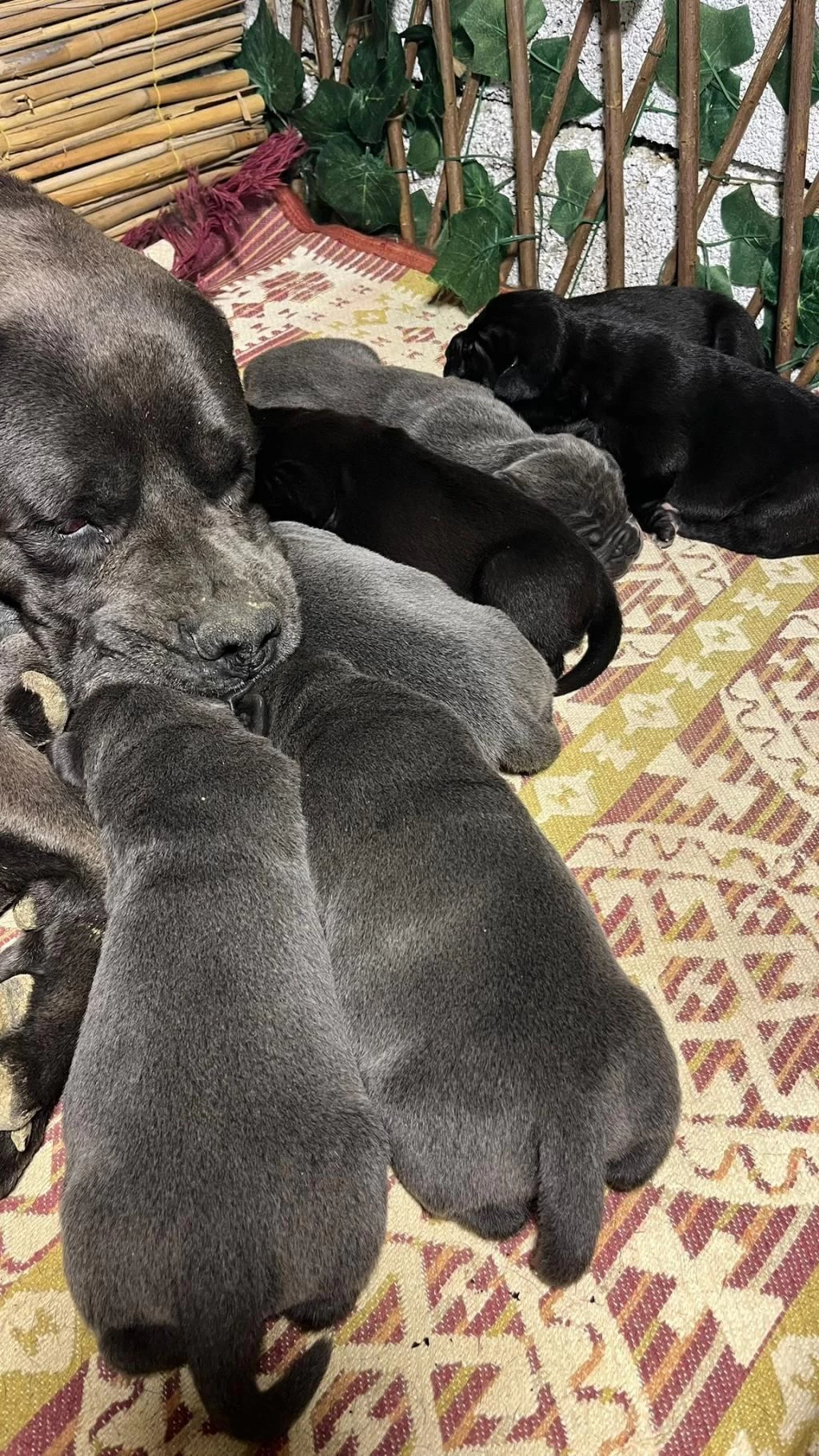Koca Kafa Cane Corso Yavrulari