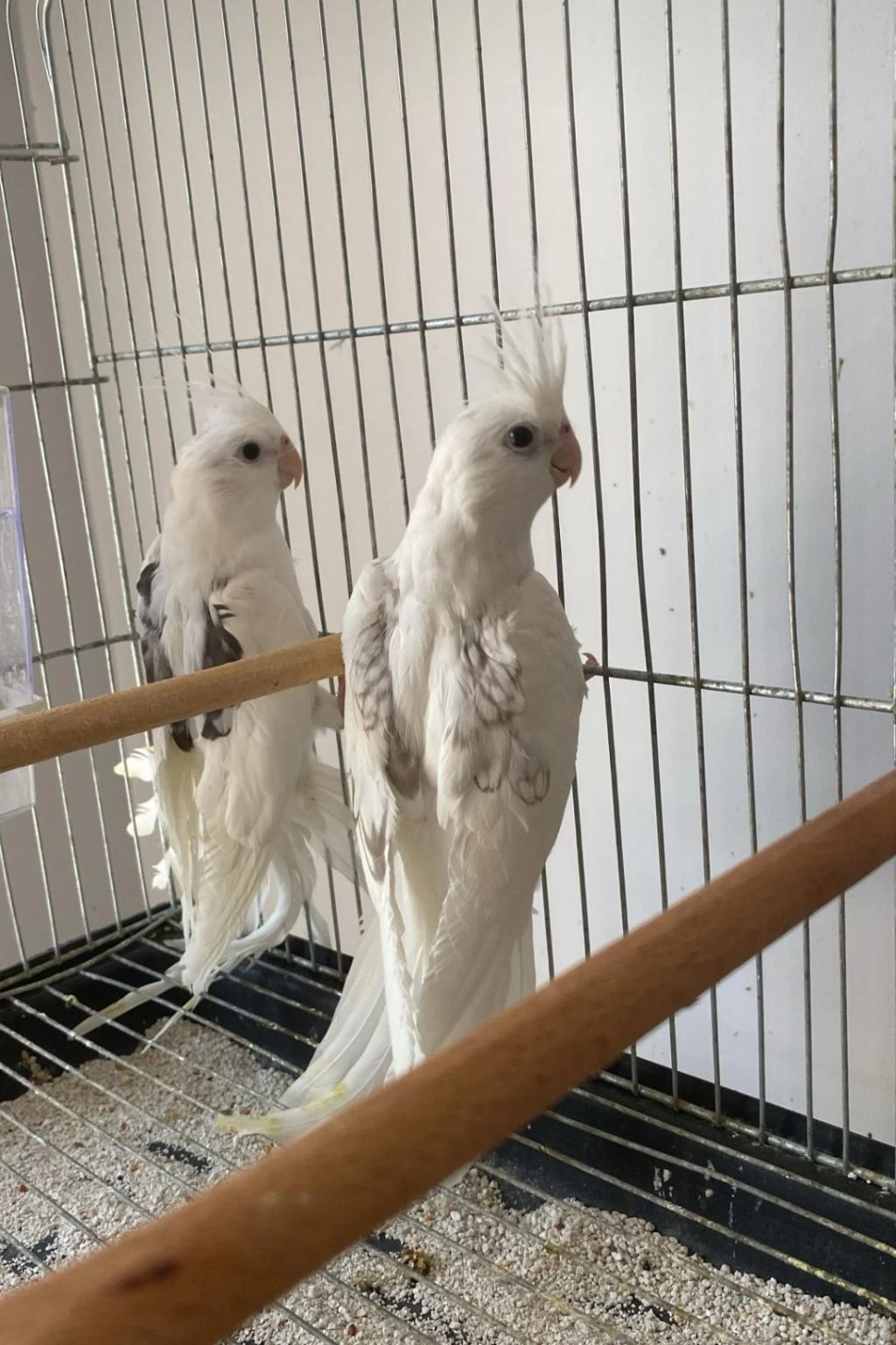 Heawy Zincir Desen Kanat Sultan Papağanı