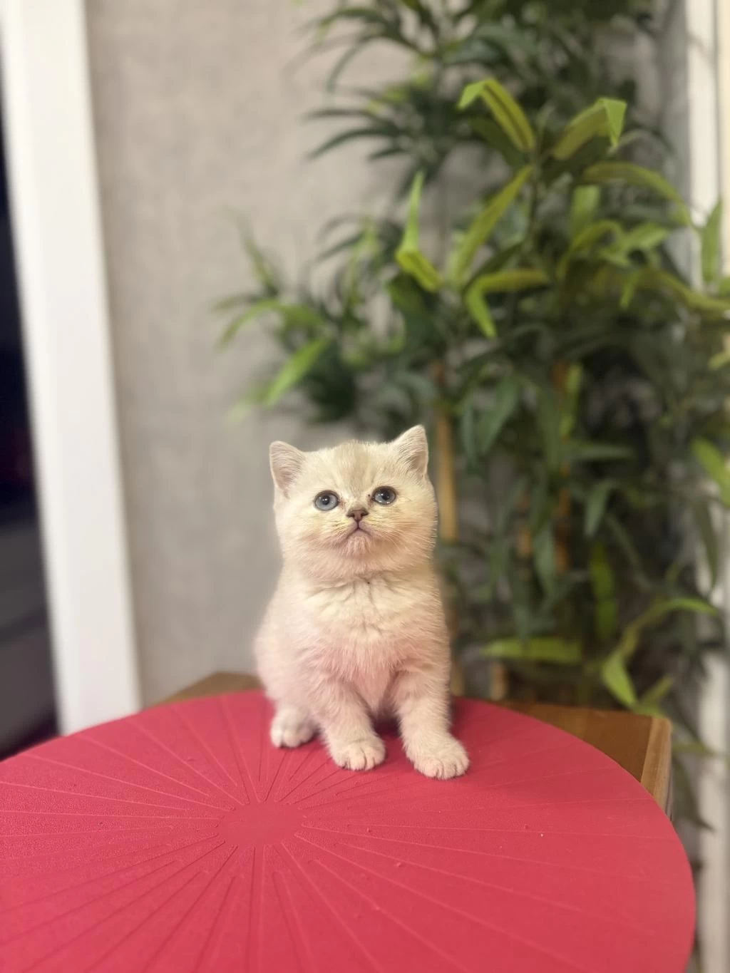 British Shorthair Dünya Tatlisi Yavrularim