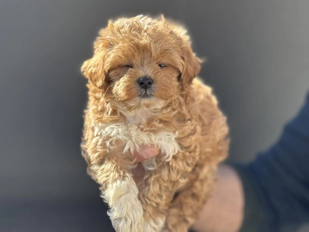 Yasal Ruhsatlı Çiftlikde Ziyarete Açık Maltipoo Lar