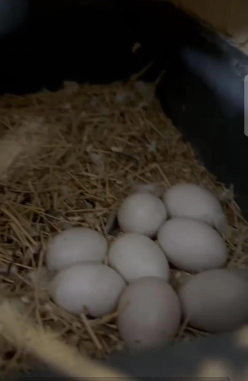 Yumurtalı Cennet Papağanı