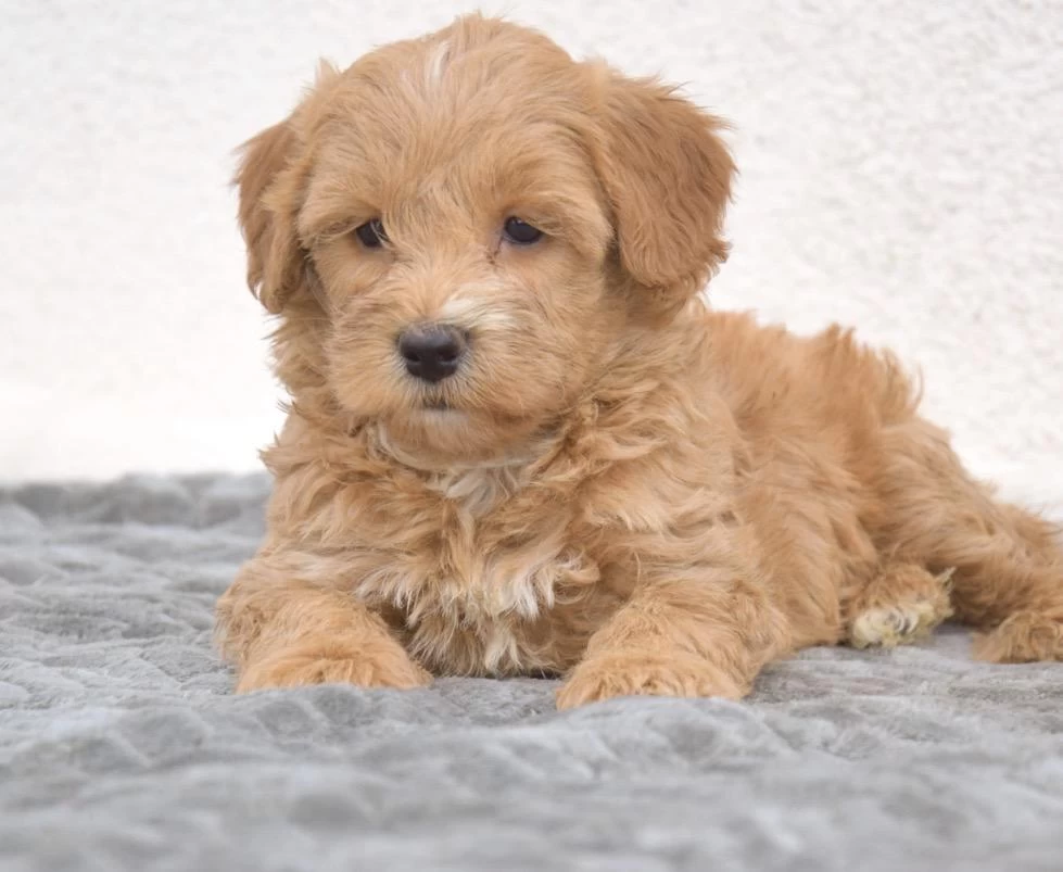 Maltipoo Safkan Köpeği