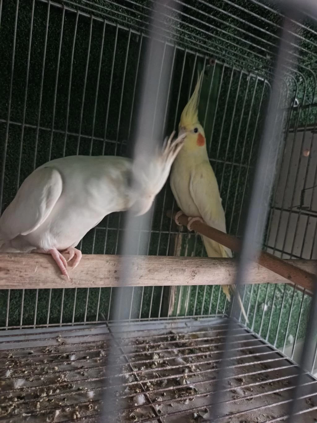 Albino Lutino Sultan Yeni Eşleme