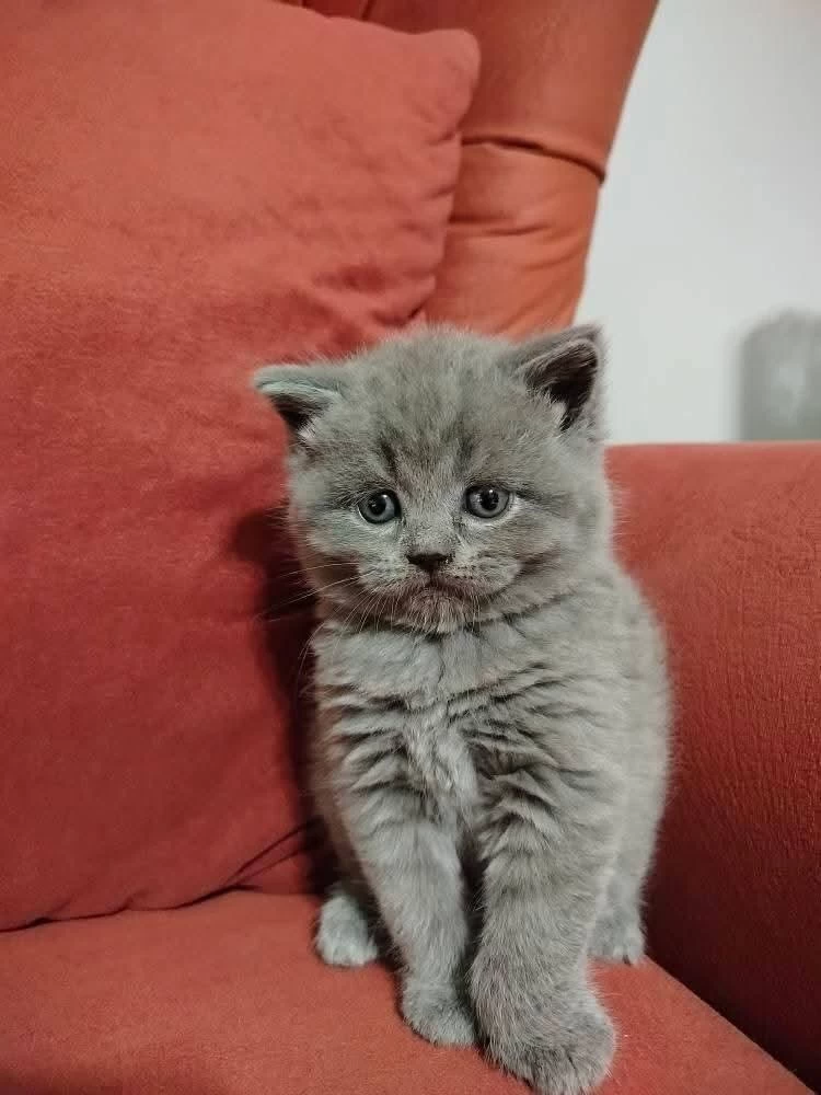 British Shorthair Yavrularımız