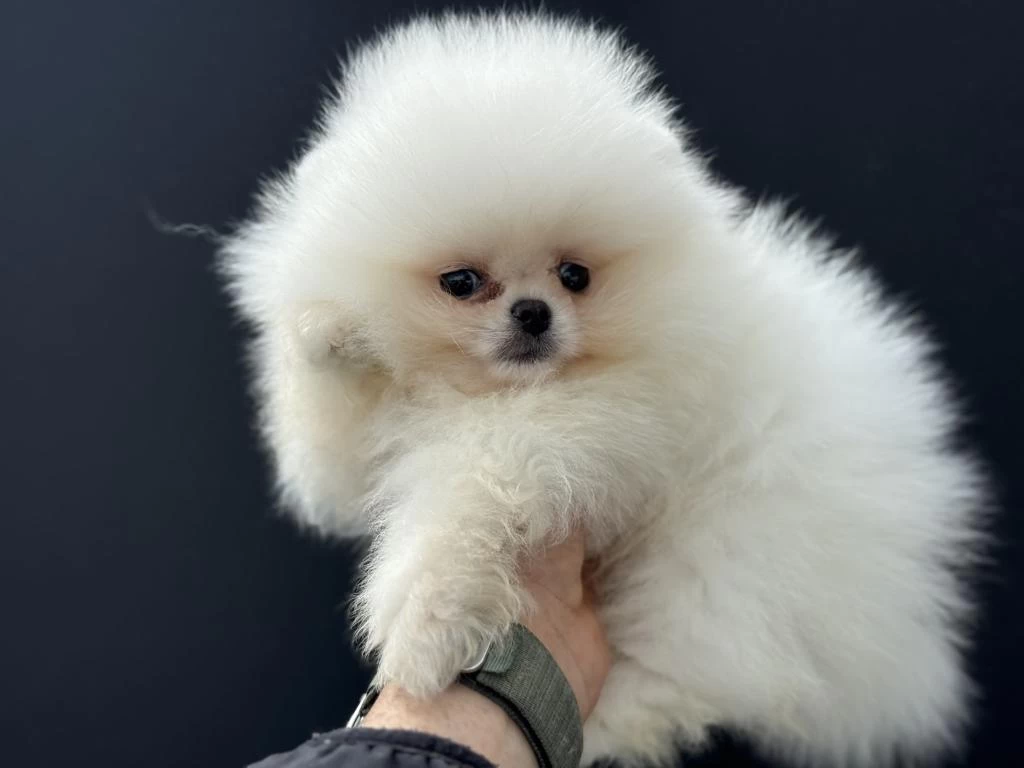 Petmode Köpek Çiftliğinde Ziyarete Açık Pomeranian