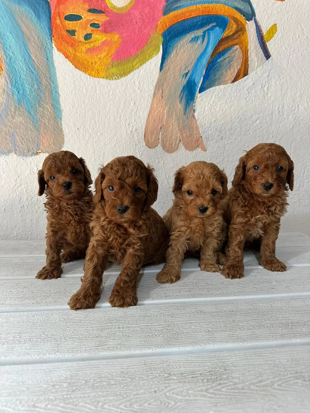 Denizli Merkez Teslime Hazir Poodle Yavrular