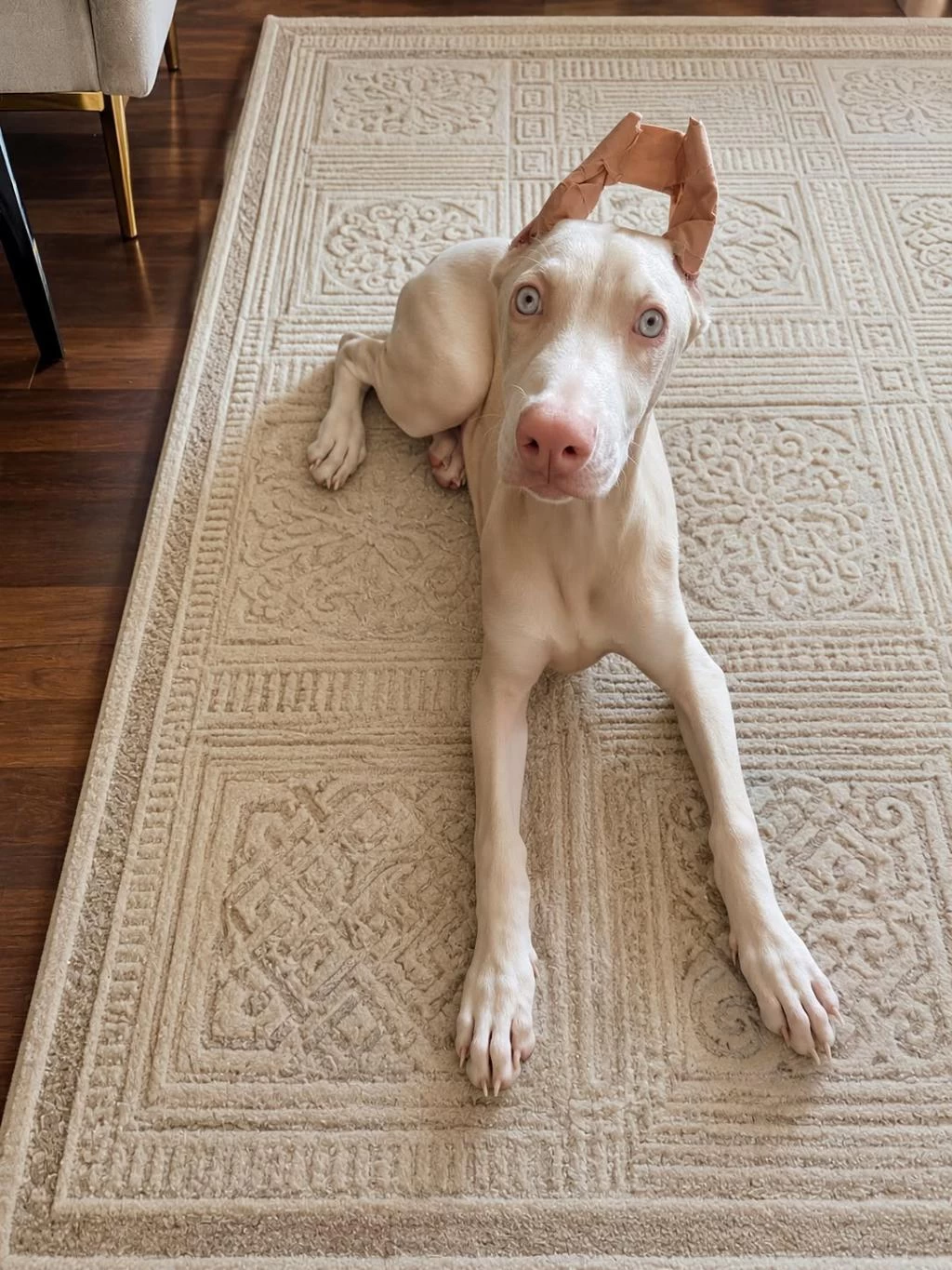 Albino Doberman Estetikli Aşilari Yapili