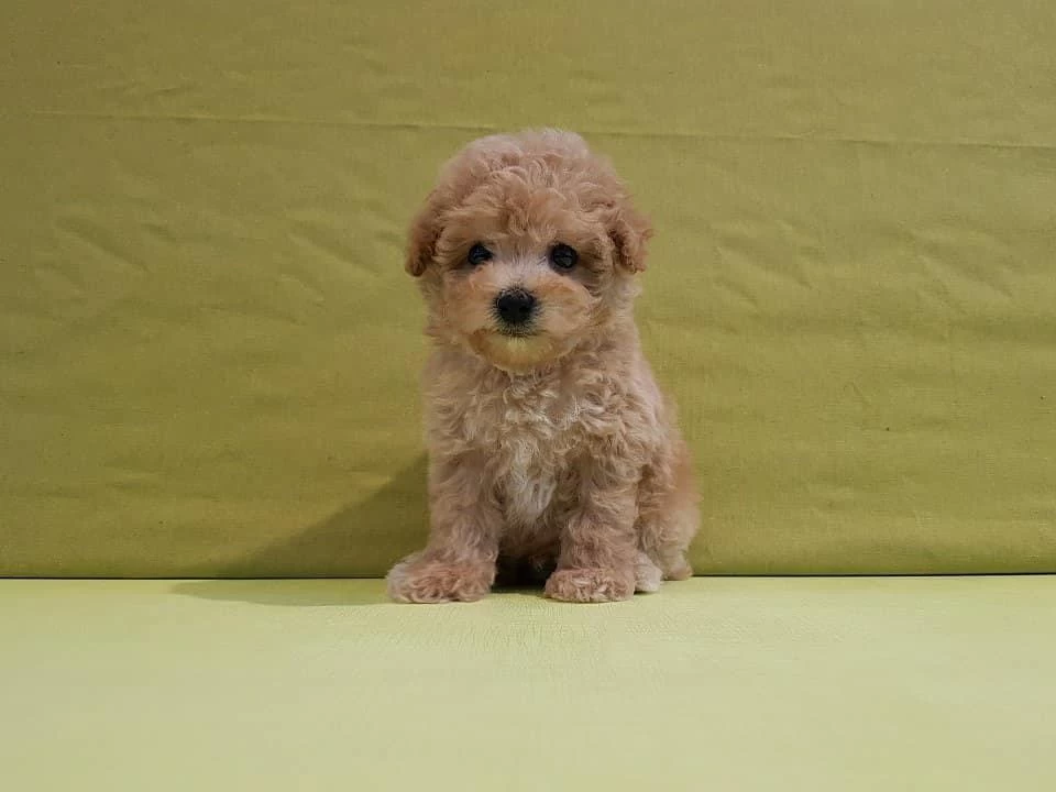 Dünya Tatlisi Maltipoo Yavrulari