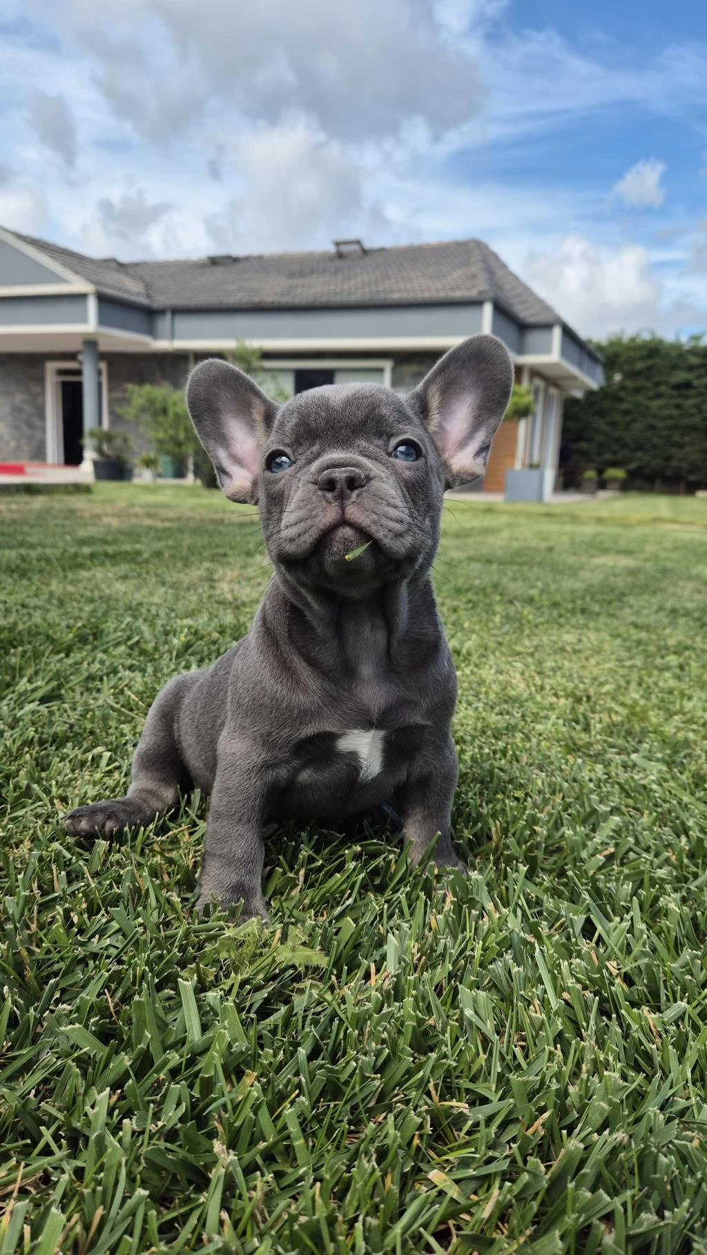 French Bulldog Yavruları Çiftlikten