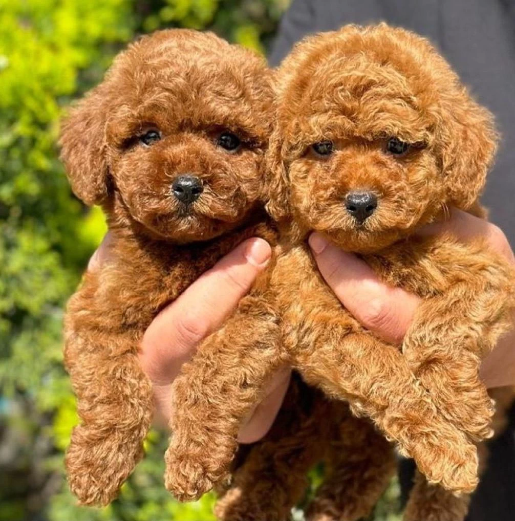 Safkan Toy Poodle Yavrularımız