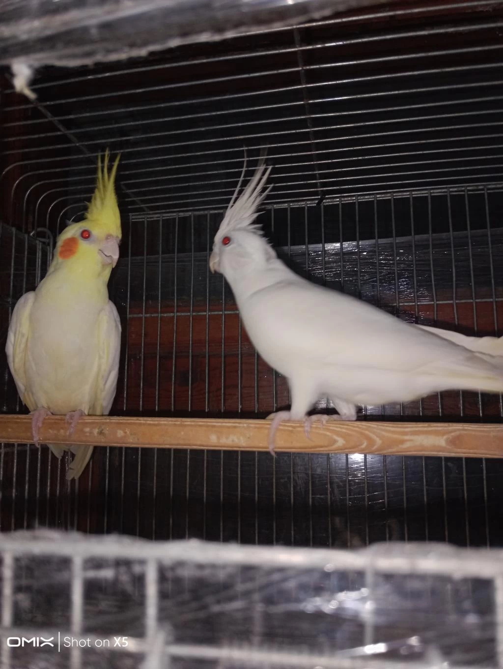 Albino Ve Lutino Takım Sultan Papağanı