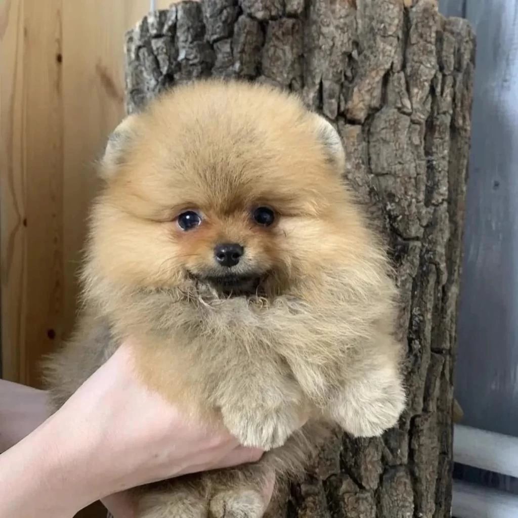 Pomeranian Boo Yavrulari