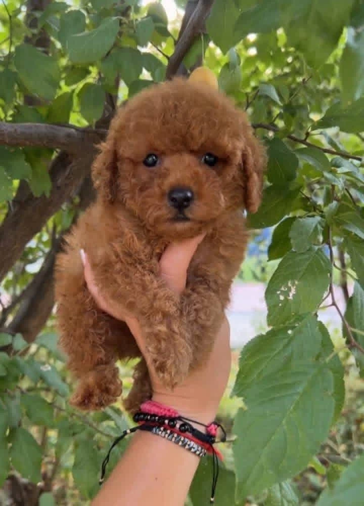 Ruhsatli Köpek Çiftliğinden Toy Poodle Yavrularımız