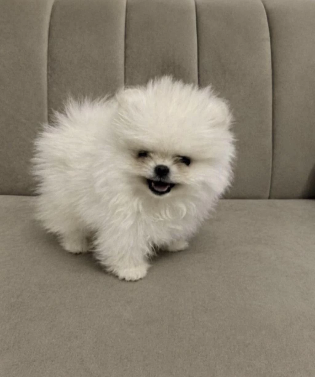 Pomeranian Boo Full Aşili