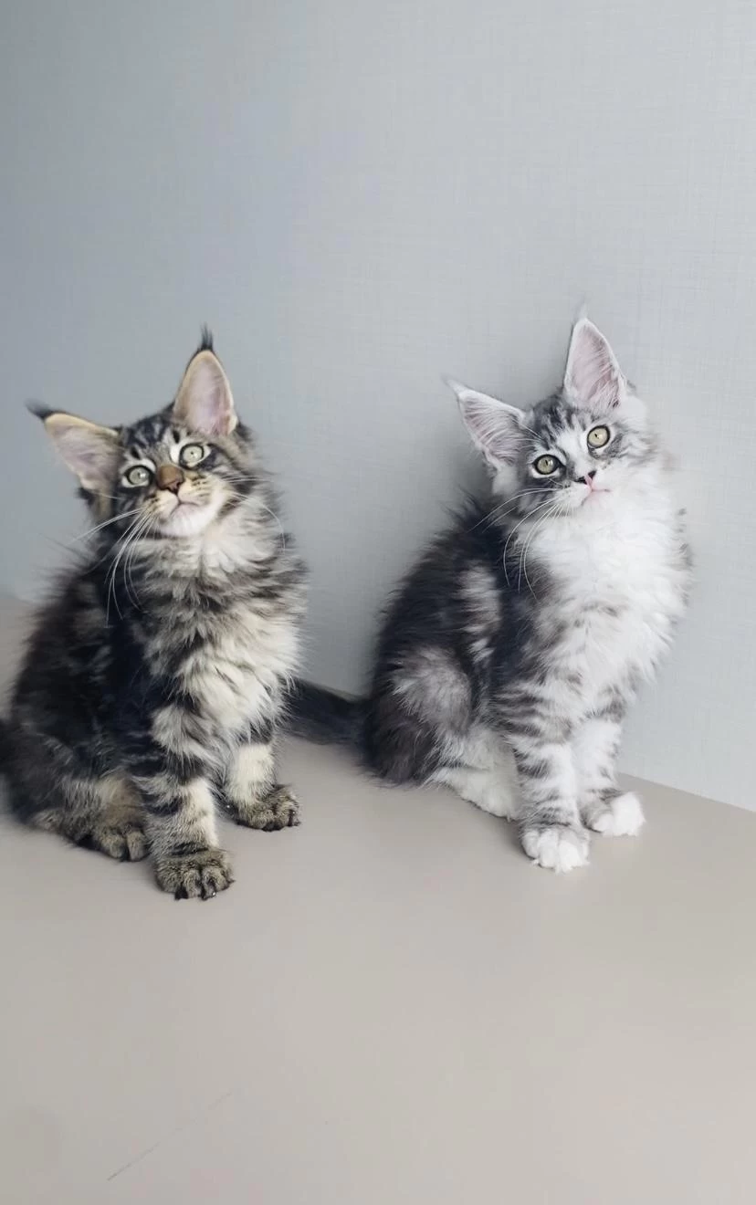 Değerini Bilene Özel Xxl Maine Coon Bebekler