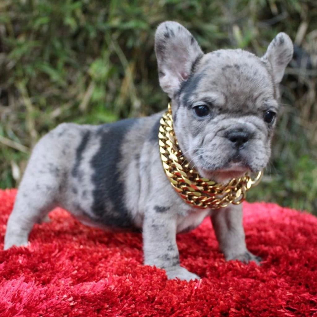 French Bulldog Yavrulari