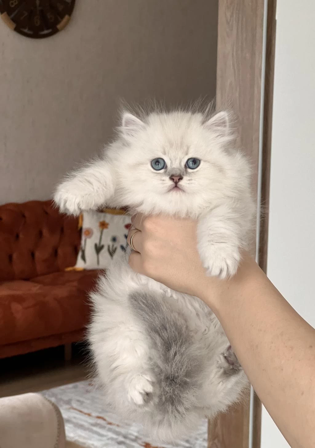 Blue Point Mavi Göz British Longhair Yavrum