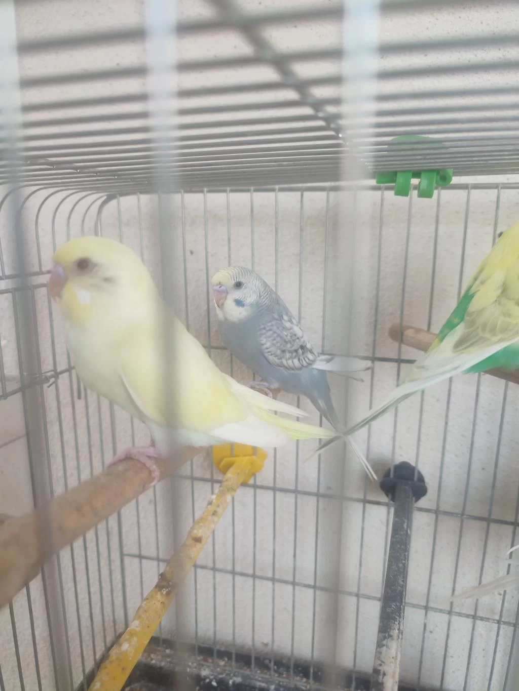 2 Aylik Kuşlar Ve Yeni Yeme Düşmüş Yavrular