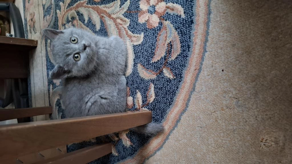 British Shorthair Dişi Kedimiz