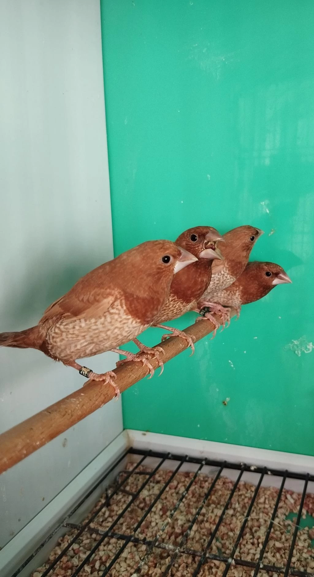Mokka Bengal İspinozu Yarışma Vasıflı Çiftler