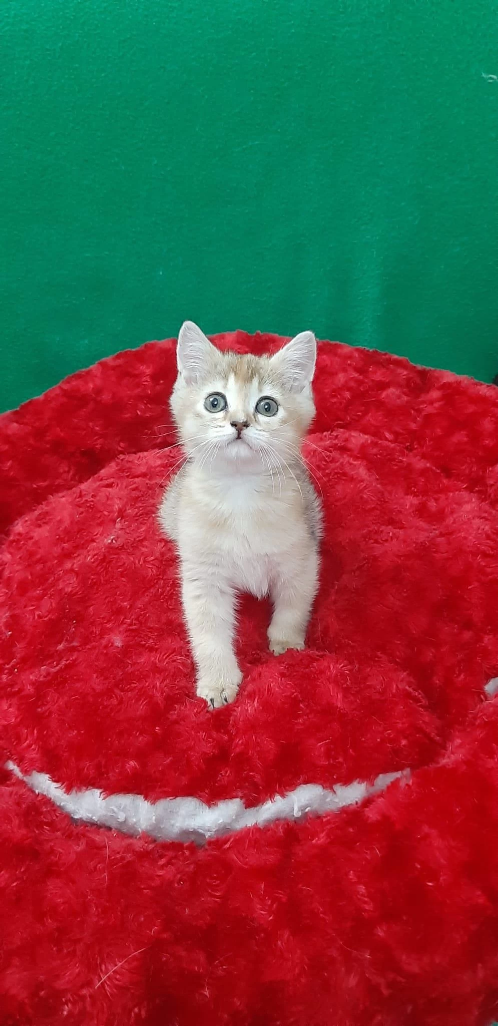 British Shorthair Sevimli Yavrumuz