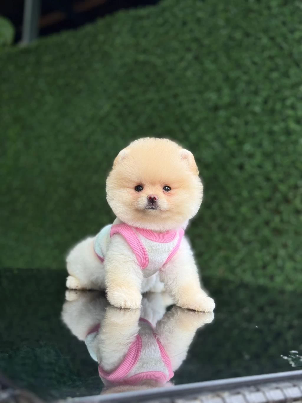 Sağlik Ve İrk Garantili Pomeranian