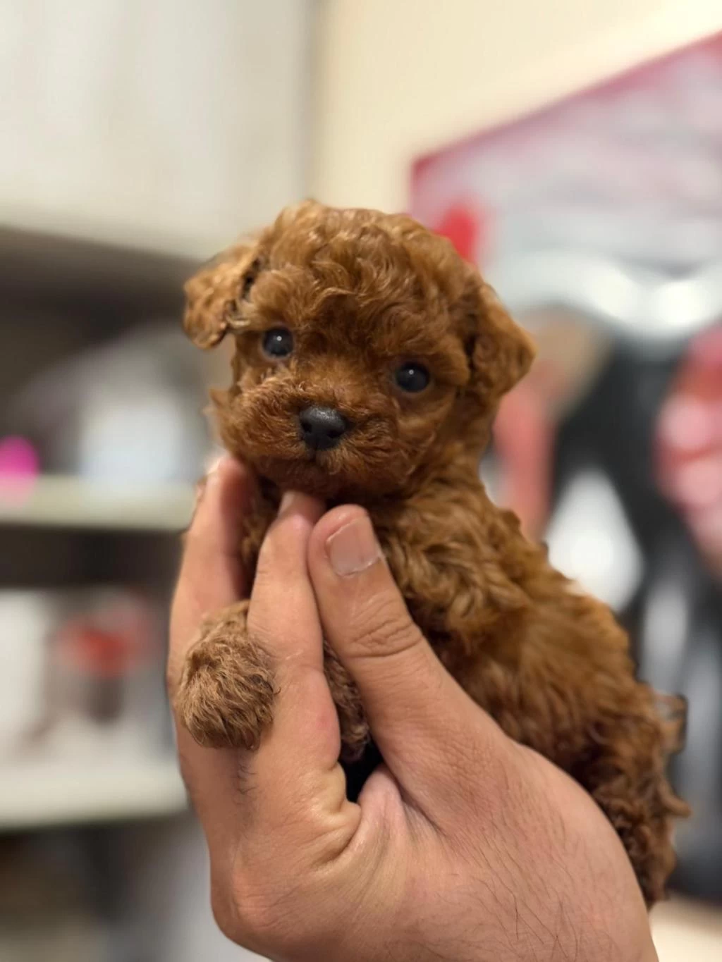 Teacup Korea Poodle Saglik Ve Kg Garantili Wc Egitimli