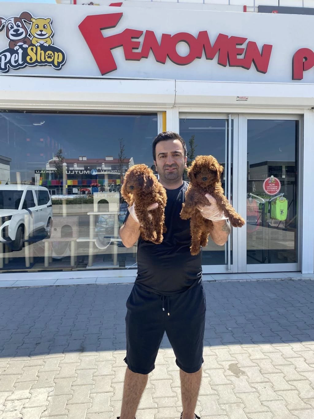 Tr Nin First Class Toy Poodle Yavrulari Ankara Mağazamzda