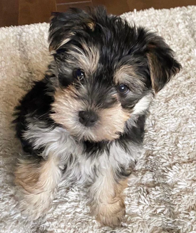 Çok Sosyal Sevecen Yorkshire Terrier Yavrular