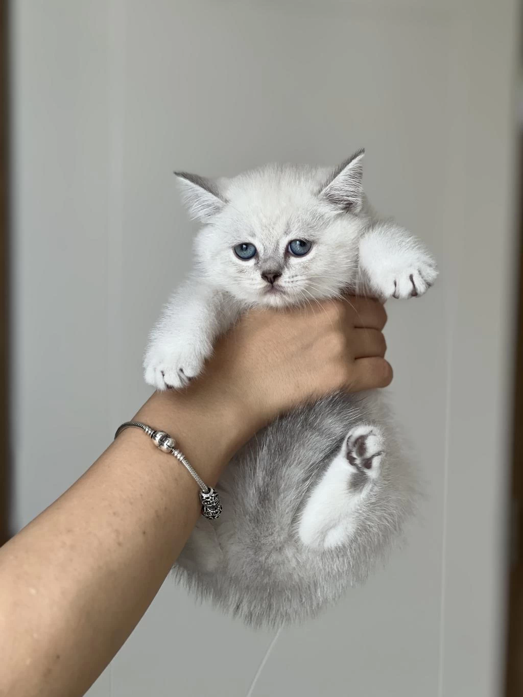 Hemen Teslim British Shorthair Yavrum
