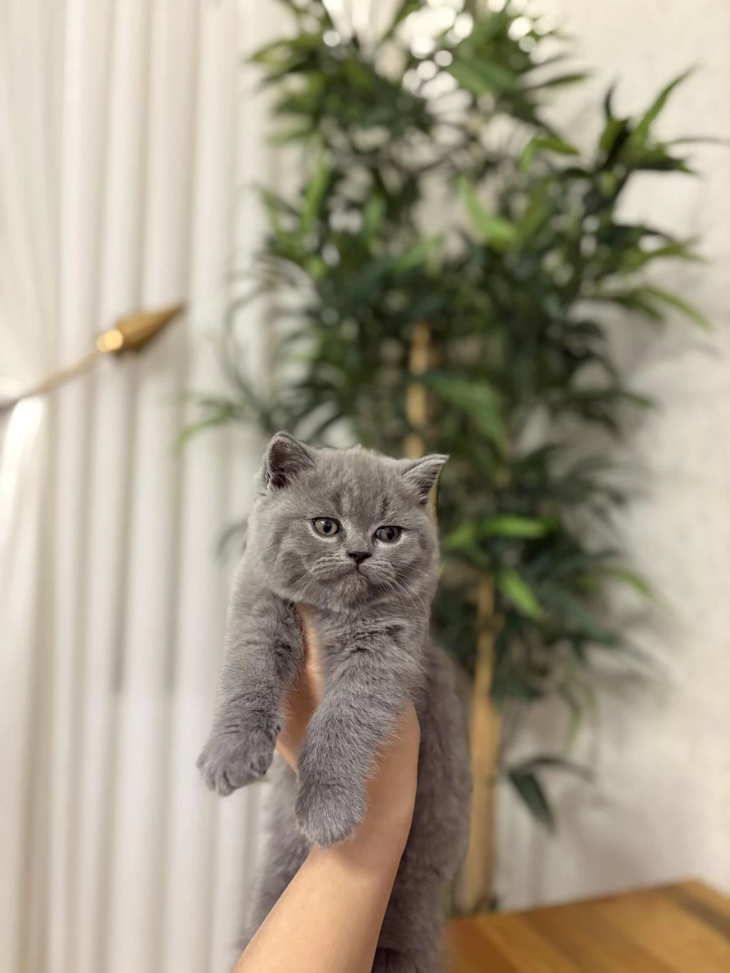 First Class British Shorthair Yavrularim