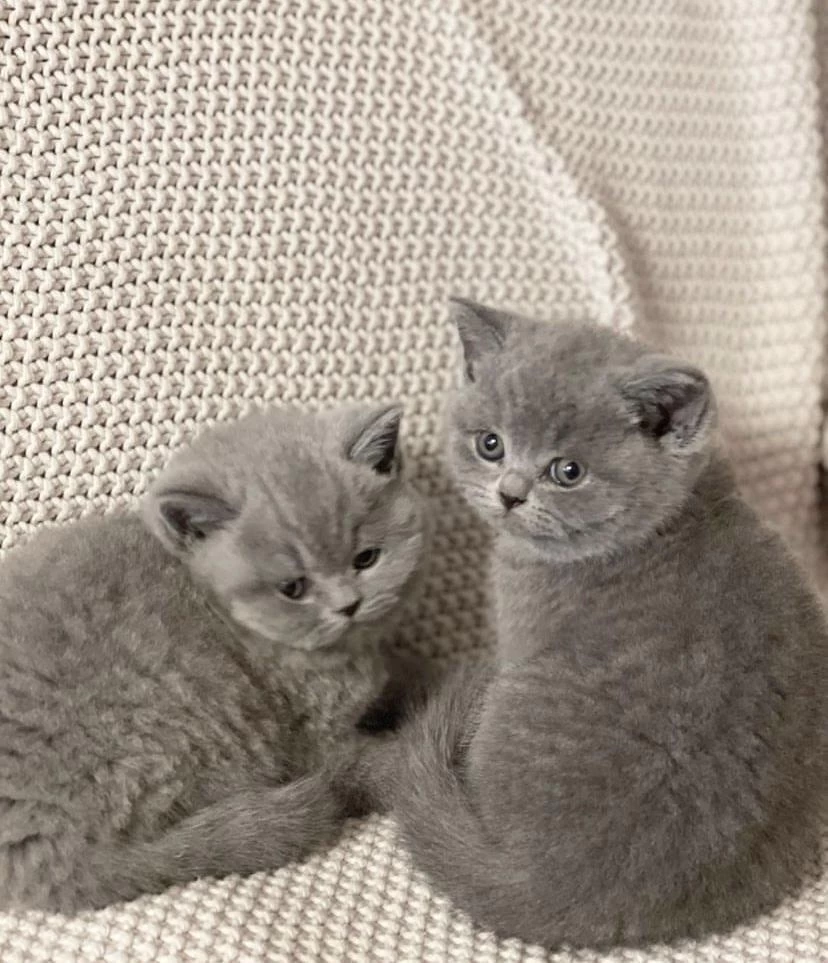 British Shorthair Yavrular Teslime Hazır