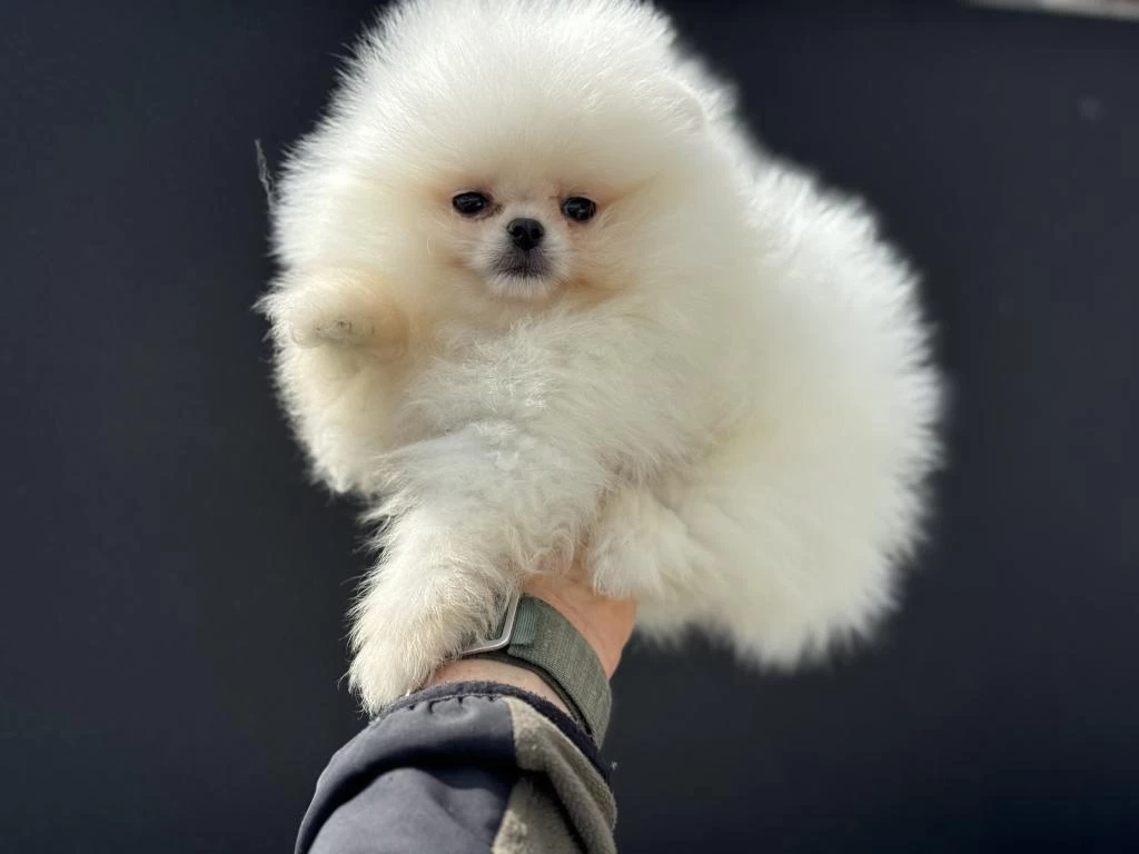 Petmode Köpek Çiftliğinde Ziyarete Açık Pomeranian