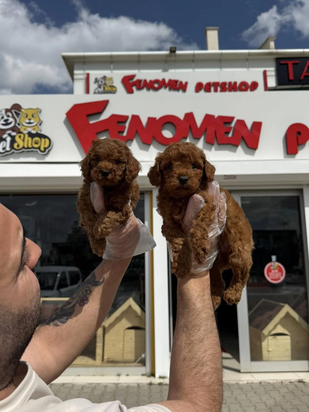 Wc Eğitimli Maltipo Yavrular Toy Poodle Yavrular Ank