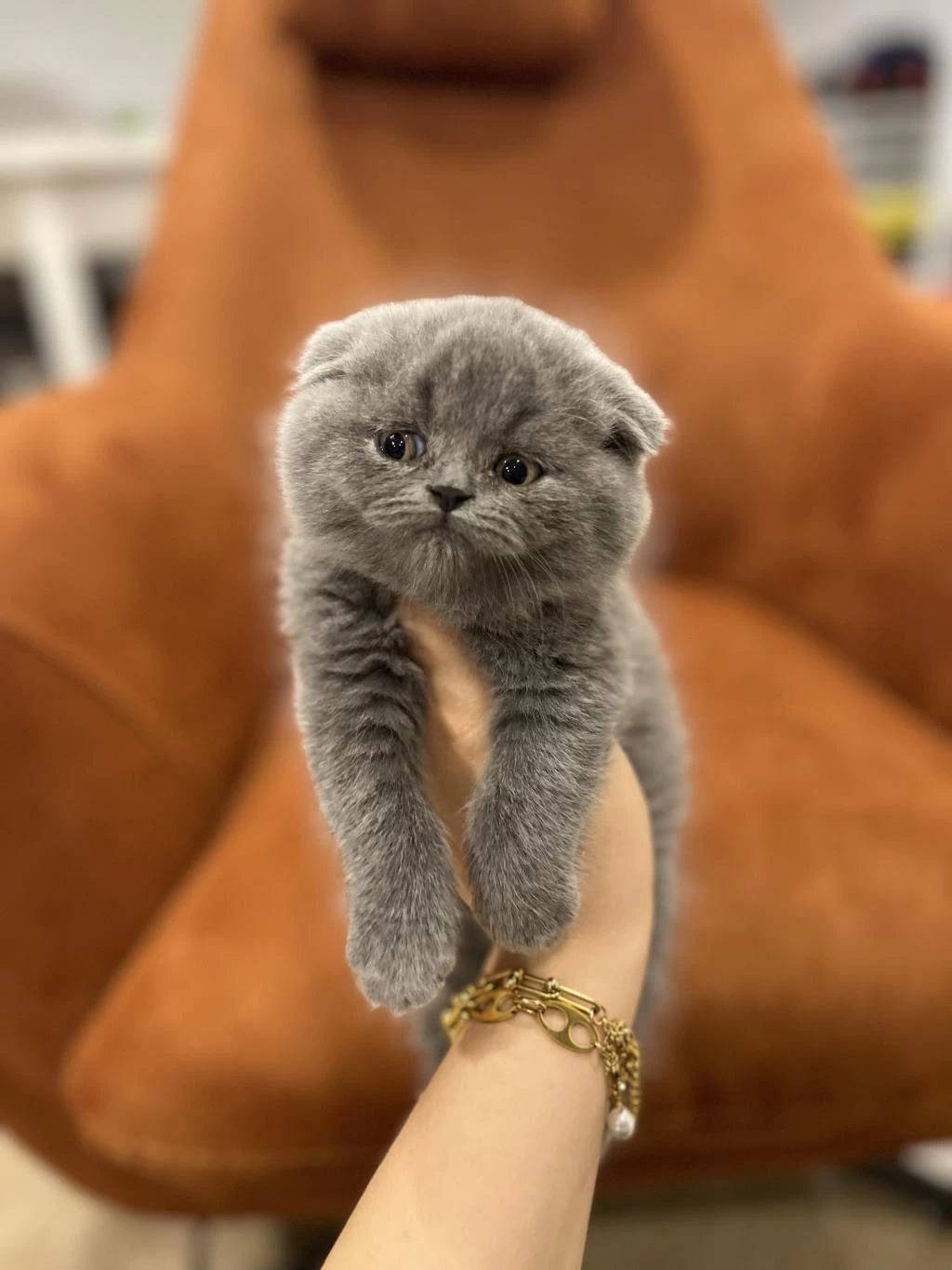Scottish Fold Gri Yavrularim