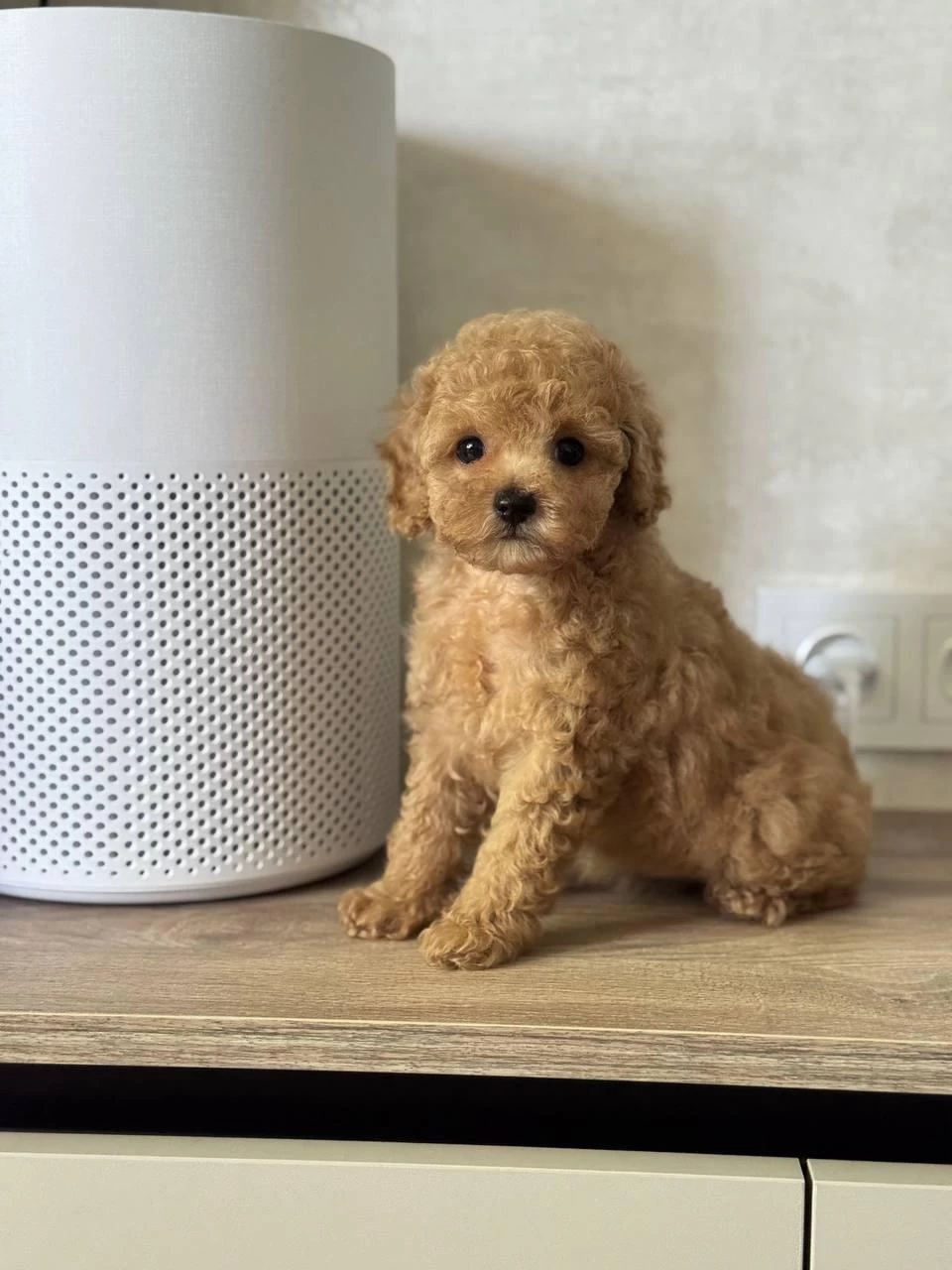 Toy Poodle Kurabiye Gibi Köpeğimiz