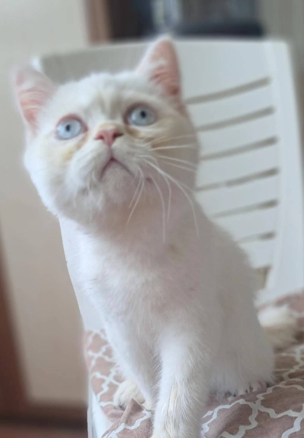 Yakışıklı Exotic Shorthair Point