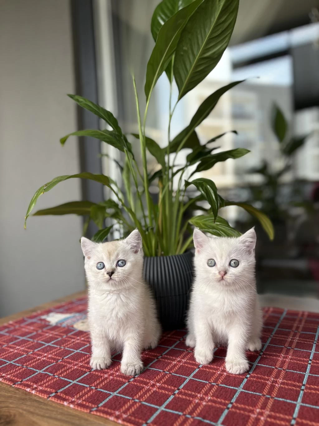 British Shorthair İrk Garantili Yavrularim