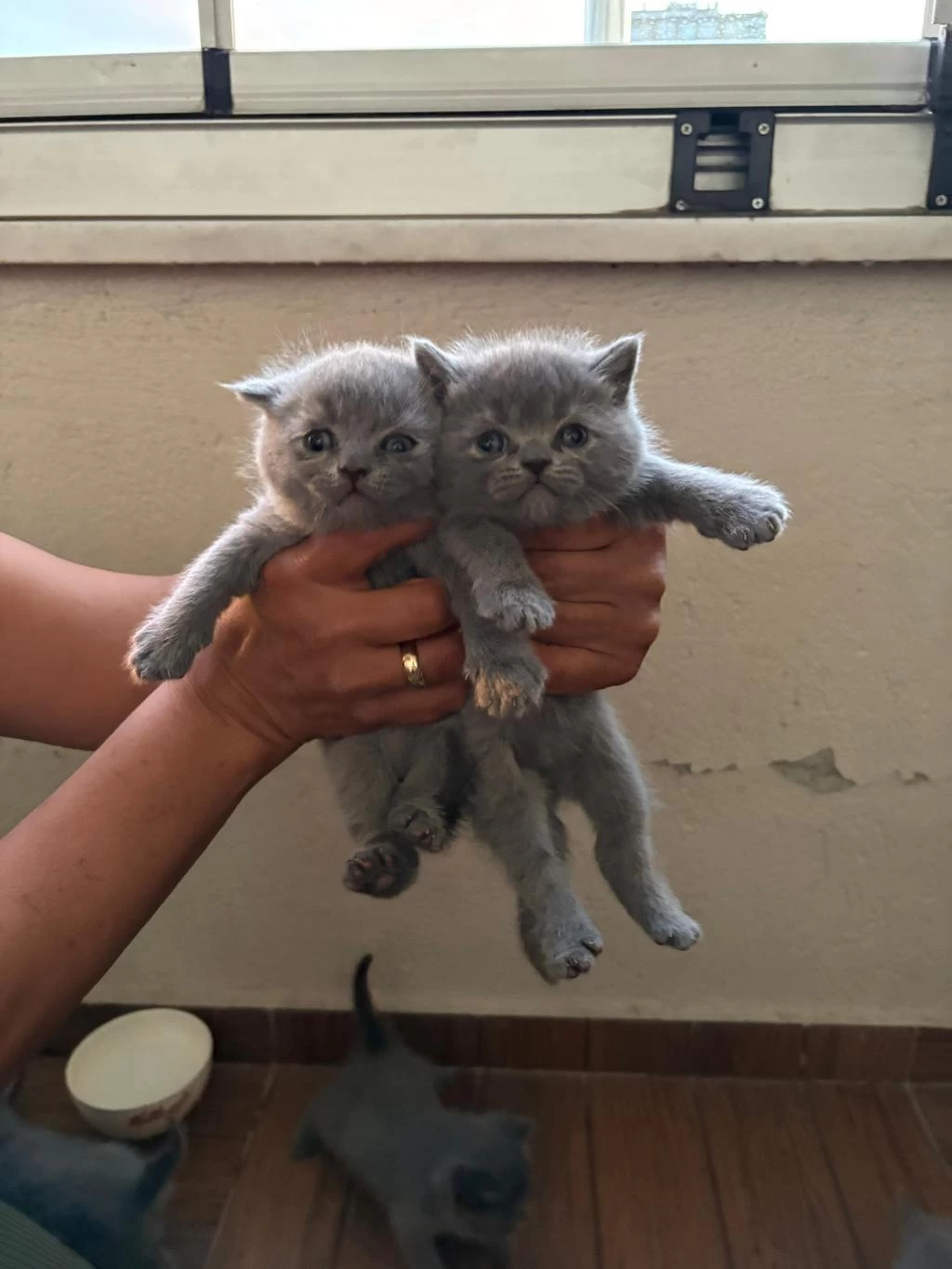 British Shorthair Kedilerim