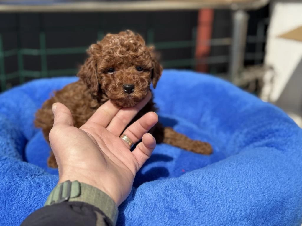 700 Gr 4 Aylık Kore Micro Tea Cup Poodle