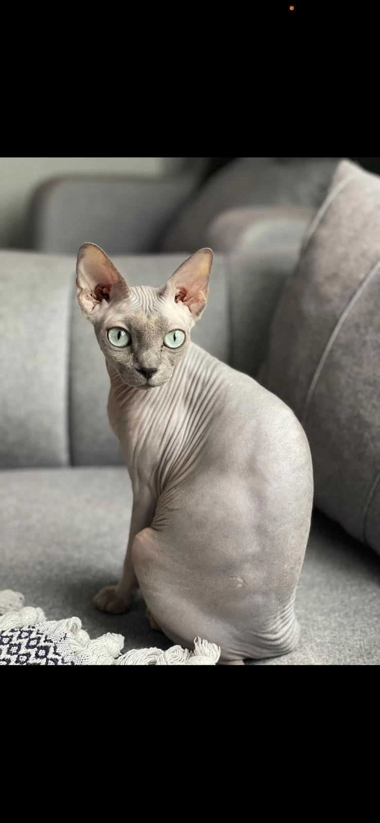 Ücretsiz Dişi Sphynx