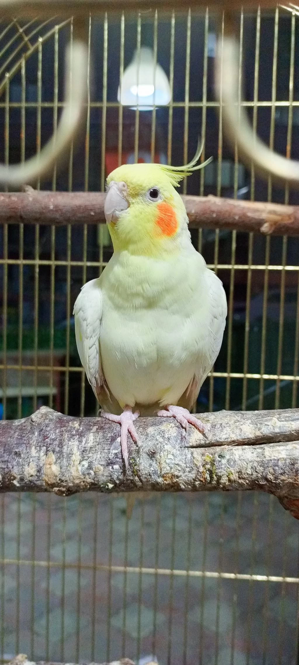 Sultan Papağanı Lutino
