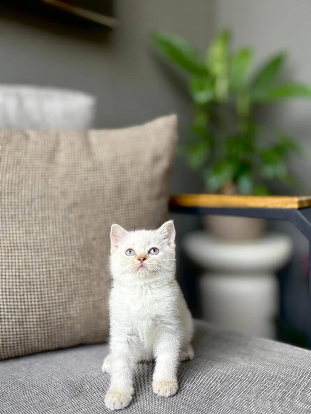 British Shorthair Silver Yavrularim
