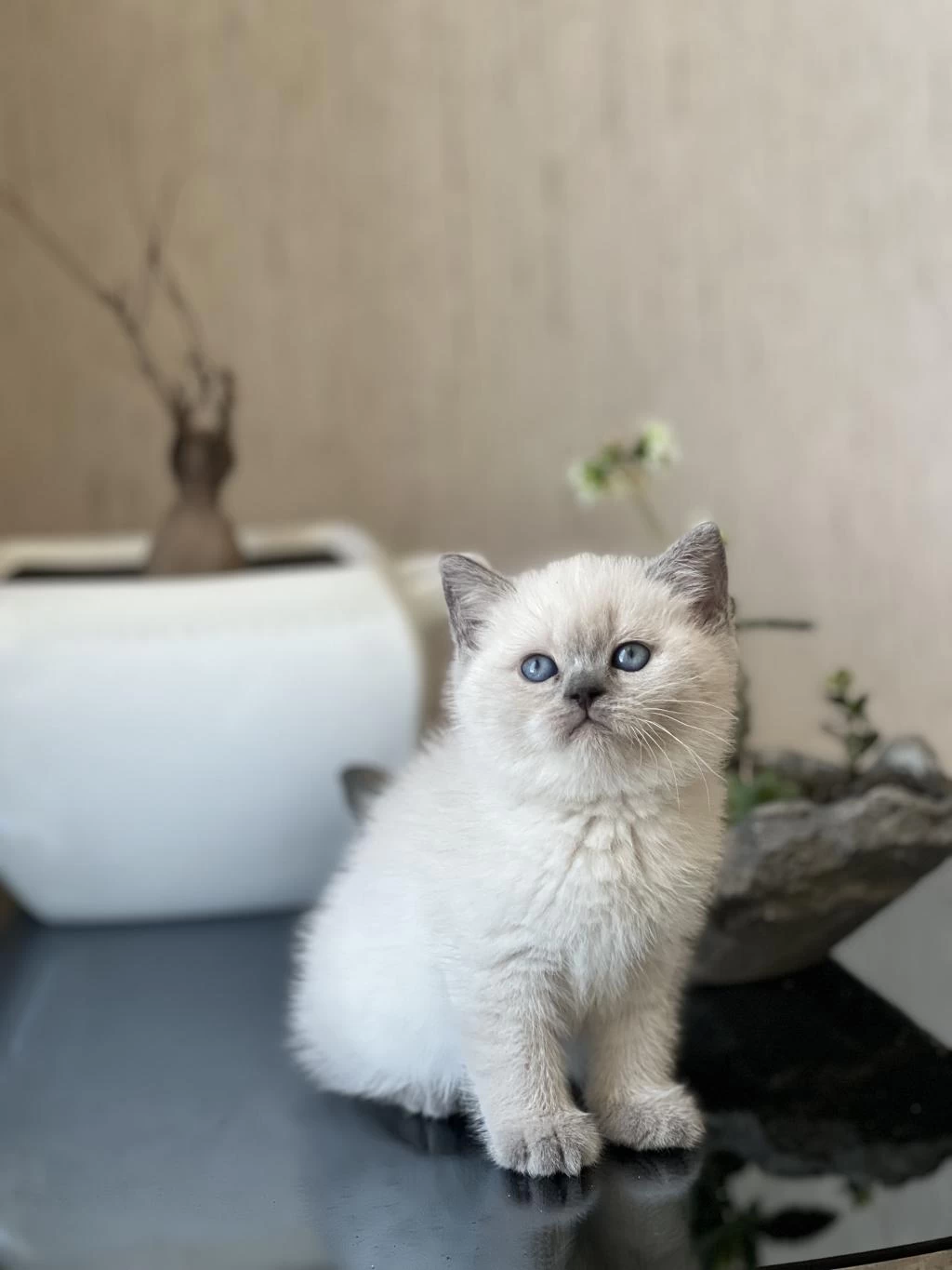 Blue Point Mavi Göz British Shorthair Yavrum