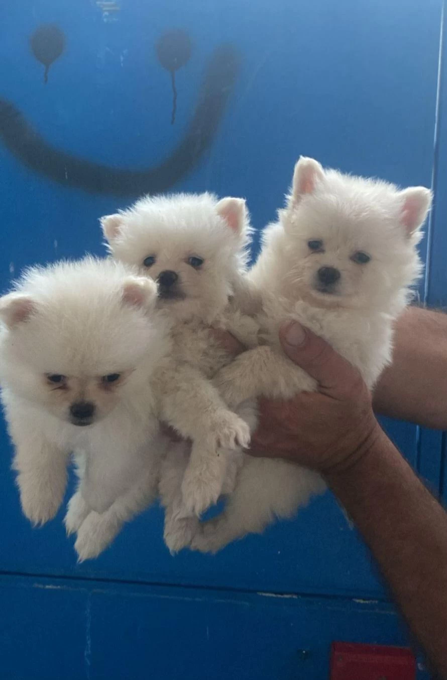 Pomeranian Yavrular İrk Sağlık Garantili